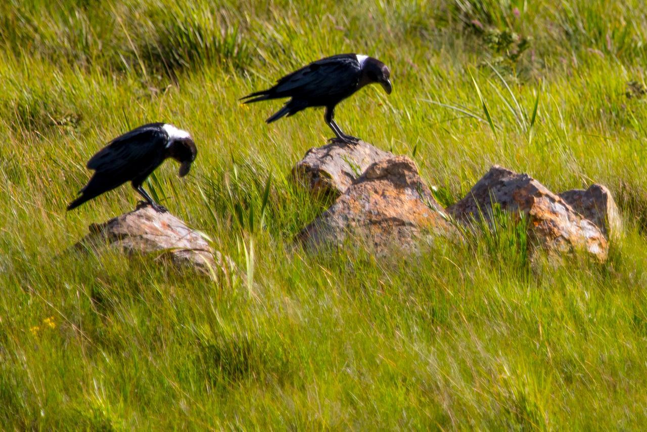 Greenfire Drakensberg Lodge Bonjaneni Εξωτερικό φωτογραφία